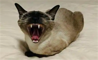 猫会有大姨妈吗正常吗