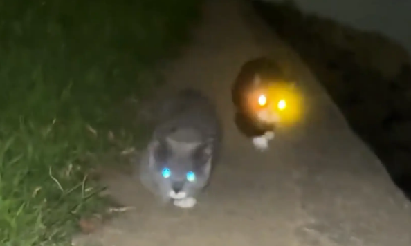 男子晚上带三只猫咪河边遛弯,猫咪眼睛发光像手电筒一样 男子晚上带三只猫咪河边遛弯,猫咪眼睛发光像手电筒一样
