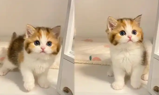 猫咪屁眼有血 猫咪屁眼有血