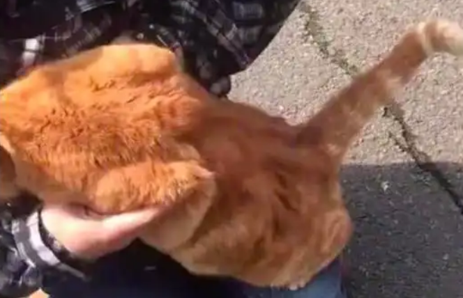 流浪橘猫趴男子怀里不走,被扔下去又跳上来 流浪橘猫趴男子怀里不走,被扔下去又跳上来