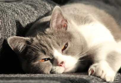 如何预防猫咪抽搐