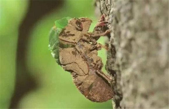 金蝉养殖是陷阱吗 金蝉养殖是陷阱吗