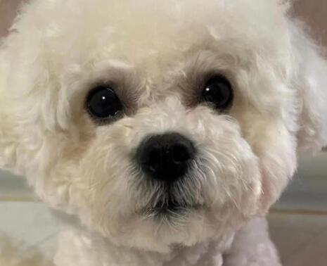 狗狗感冒时会有哪些症状表现