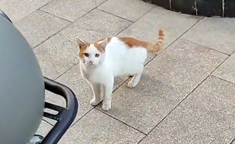 那只为了能有家,上门求收养的流浪猫,终于成为了家猫中的一员 那只为了能有家,上门求收养的流浪猫,终于成为了家猫中的一员