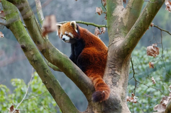 苏州动物园有小熊猫吗