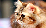 猫咪毛发稀少怎么回事