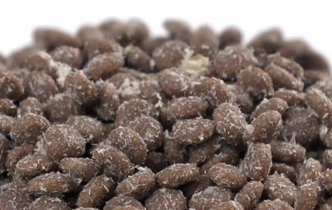 宠熙无谷幼猫粮:呵护幼猫肠胃的贴心之选 宠熙无谷幼猫粮:呵护幼猫肠胃的贴心之选