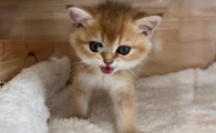 猫不爱吃猫粮怎么办