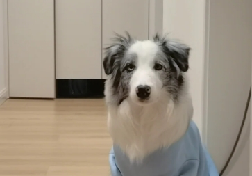 蜱虫咬完狗狗狗狗是啥症状 蜱虫咬完狗狗狗狗是啥症状