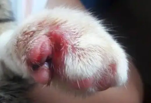 猫咪指甲根部发炎红肿怎么办 猫咪指甲根部发炎红肿怎么办