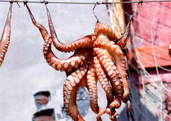 章鱼蓝色血液的秘密与适应性优势 章鱼蓝色血液的秘密与适应性优势