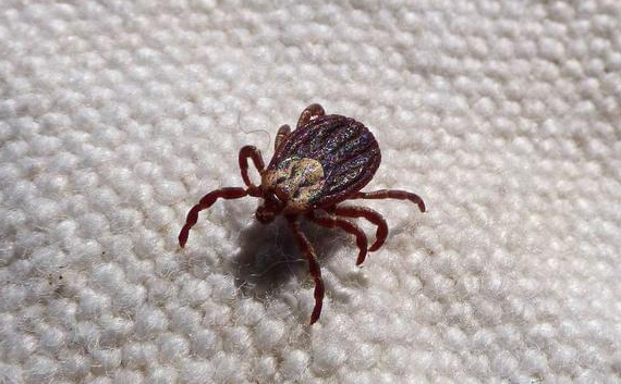 床上是不是有很多螨虫