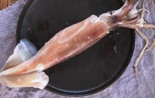 阿根廷鱿鱼的营养价值