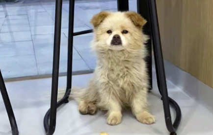 那只被丢在机场,四处寻找主人的狗狗,没找到主人却有了家 那只被丢在机场,四处寻找主人的狗狗,没找到主人却有了家