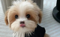 幼犬磨牙期是几个月
