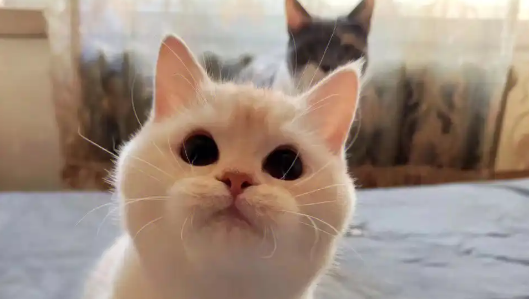 猫咪的水多久换一次
