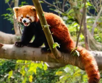 北京动物园有小熊猫吗