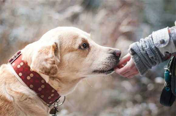 狗会因为挑食饿死吗 狗会因为挑食饿死吗