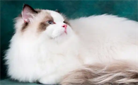 母猫假孕肚子会大吗