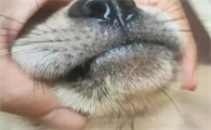 狗狗的胡须需要特别修剪吗