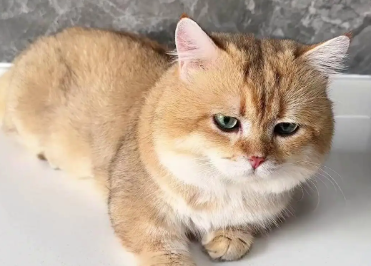 猫咪耳朵不脏却经常挠耳朵