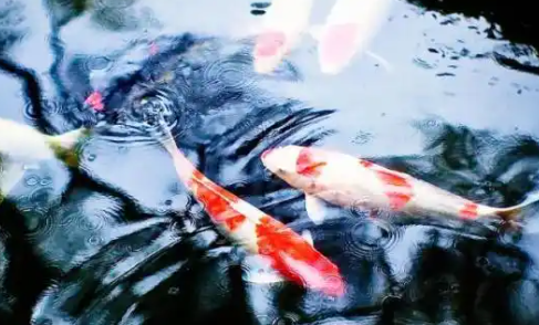 关于热带鱼种类的养殖方法、最适温度 关于热带鱼种类的养殖方法、最适温度