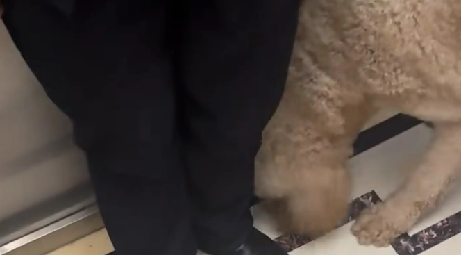 男子电梯里对着巨贵喊了一声“立正”,狗子立马端正坐好 男子电梯里对着巨贵喊了一声“立正”,狗子立马端正坐好