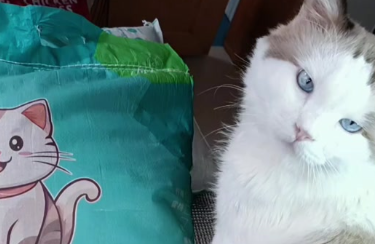 波波兽猫砂哪款好用 波波兽猫砂哪款好用