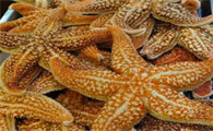 海星死了是什么样子