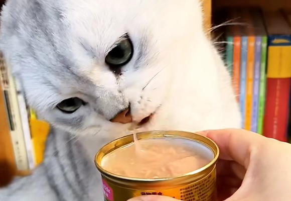 猫零食品牌排行榜揭晓!这家多款零食成猫咪心头好 猫零食品牌排行榜揭晓!这家多款零食成猫咪心头好