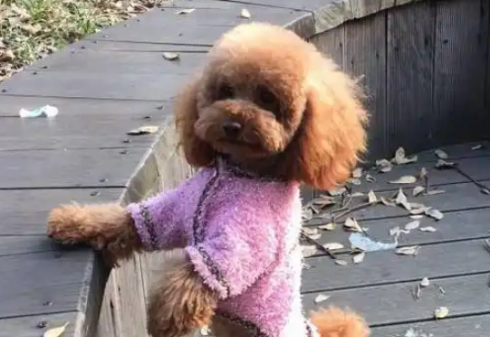 泰迪犬，只适合这5种人饲养，你是其中之一吗？