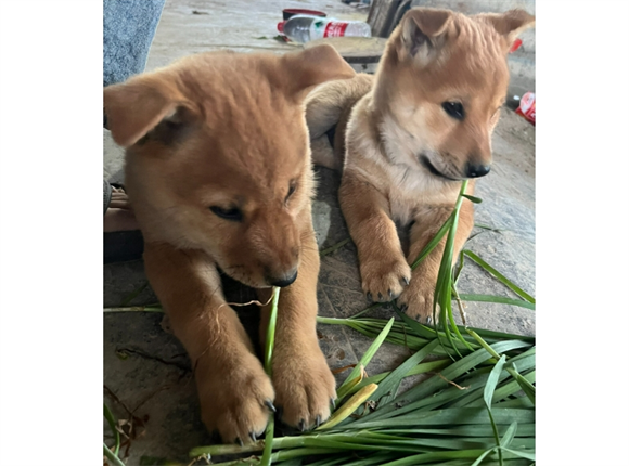 狗狗吃了少量韭菜怎么办 狗狗吃了少量韭菜怎么办