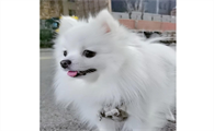 狗胰腺炎喝水加速死亡是咋啦