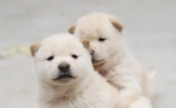 幼犬狗狗拉黑色大便正常吗