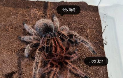 红玫瑰蜘蛛的牙齿之奇特结构,快来看看 红玫瑰蜘蛛的牙齿之奇特结构,快来看看