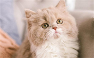 猫咳嗽是什么原因引起的