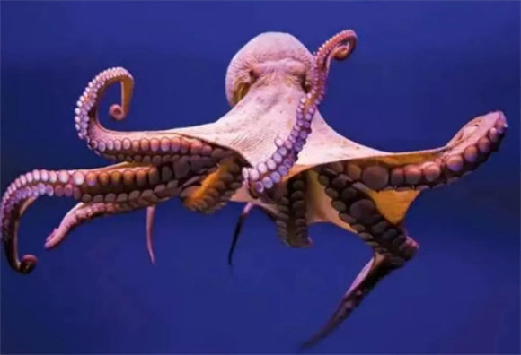 章鱼不属于鱼类,那它属于什么? 章鱼不属于鱼类,那它属于什么?