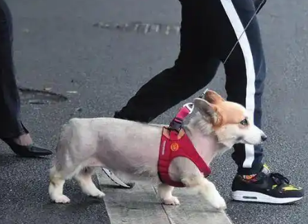 宠物狗“放飞天性”,南宁多位市民投诉养狗扰民 宠物狗“放飞天性”,南宁多位市民投诉养狗扰民