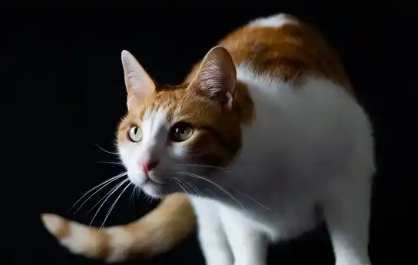 猫打完疫苗后为什么精神不好