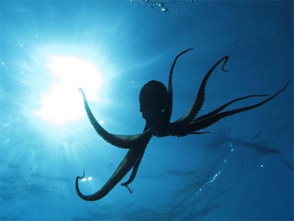 章鱼蓝色血液的秘密与适应性优势 章鱼蓝色血液的秘密与适应性优势