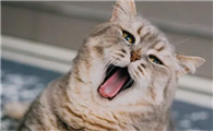 猫咪呕吐怎么治