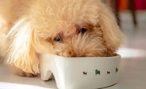 小狗到家后不吃狗粮了怎么办