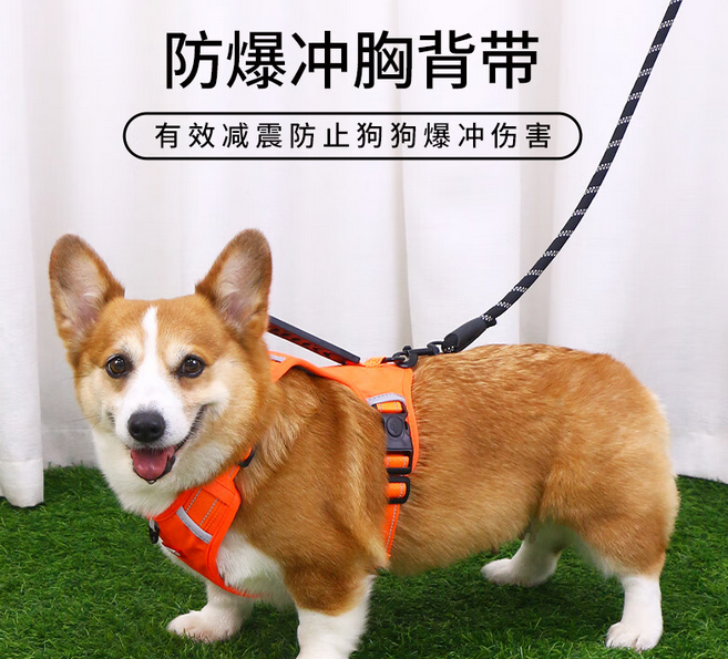 磊嘉牵狗绳一般哪里买 磊嘉牵狗绳一般哪里买