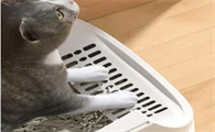 涟木猫砂怎么样