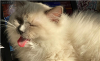 猫咪鼻泪管堵塞怎么回事