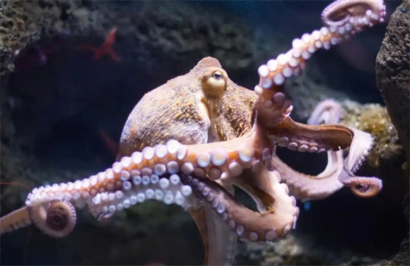高智商章鱼，它有很大概率成为“海洋的主宰”