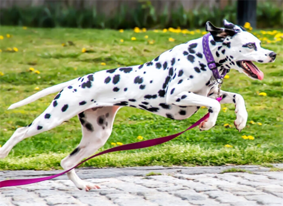 点指名犬——优雅、迷人的马车犬,大麦町 点指名犬——优雅、迷人的马车犬,大麦町