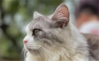 猫能在最低几度的环境生存下来