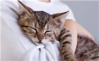 猫咪绝育期间驱虫注意事项