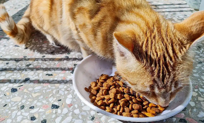 麦臻选猫粮好不好 麦臻选猫粮好不好
